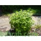 40 بذرة من بذور الملِّيسا - Melissa officinalis 40 بذرة من بذور الملِّيسا - Melissa officinalis