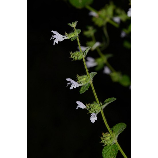 40 بذرة من بذور الملِّيسا - Melissa officinalis 40 بذرة من بذور الملِّيسا - Melissa officinalis