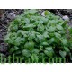 40 بذرة من بذور الملِّيسا - Melissa officinalis 40 بذرة من بذور الملِّيسا - Melissa officinalis