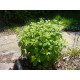 40 بذرة من بذور الملِّيسا - Melissa officinalis 40 بذرة من بذور الملِّيسا - Melissa officinalis