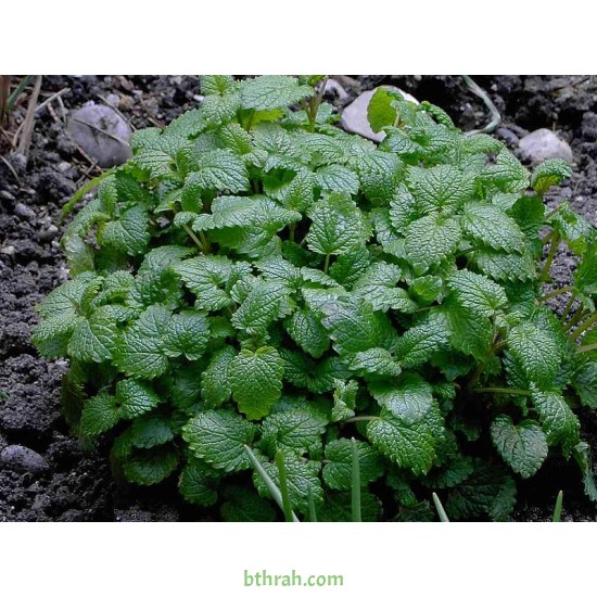 40 بذرة من بذور الملِّيسا - Melissa officinalis 40 بذرة من بذور الملِّيسا - Melissa officinalis