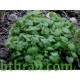 40 بذرة من بذور الملِّيسا - Melissa officinalis 40 بذرة من بذور الملِّيسا - Melissa officinalis