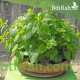 40 بذرة من بذور الملِّيسا - Melissa officinalis 40 بذرة من بذور الملِّيسا - Melissa officinalis