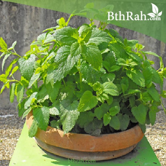 40 بذرة من بذور الملِّيسا - Melissa officinalis 40 بذرة من بذور الملِّيسا - Melissa officinalis