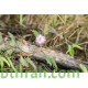 بذور النبتة الخجولة أو المستحية - Mimosa Pudica بذور النبتة الخجولة أو المستحية - Mimosa Pudica