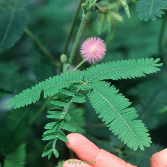 40 بذرة من بذور النبتة الخجولة أو المستحية - Mimosa Pudica 40 بذرة من بذور النبتة الخجولة أو المستحية - Mimosa Pudica