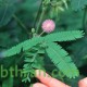 40 بذرة من بذور النبتة الخجولة أو المستحية - Mimosa Pudica 40 بذرة من بذور النبتة الخجولة أو المستحية - Mimosa Pudica