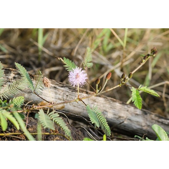 40 بذرة من بذور النبتة الخجولة أو المستحية - Mimosa Pudica 40 بذرة من بذور النبتة الخجولة أو المستحية - Mimosa Pudica
