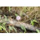 40 بذرة من بذور النبتة الخجولة أو المستحية - Mimosa Pudica 40 بذرة من بذور النبتة الخجولة أو المستحية - Mimosa Pudica