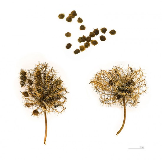 40 بذرة من بذور النبتة الخجولة أو المستحية - Mimosa Pudica 40 بذرة من بذور النبتة الخجولة أو المستحية - Mimosa Pudica