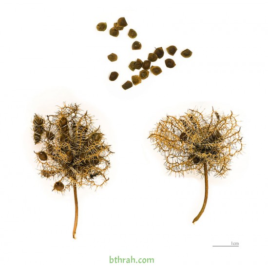 40 بذرة من بذور النبتة الخجولة أو المستحية - Mimosa Pudica 40 بذرة من بذور النبتة الخجولة أو المستحية - Mimosa Pudica