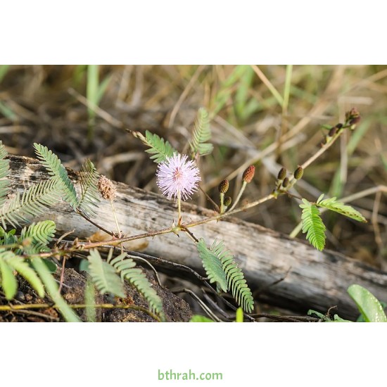 40 بذرة من بذور النبتة الخجولة أو المستحية - Mimosa Pudica 40 بذرة من بذور النبتة الخجولة أو المستحية - Mimosa Pudica