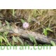 40 بذرة من بذور النبتة الخجولة أو المستحية - Mimosa Pudica 40 بذرة من بذور النبتة الخجولة أو المستحية - Mimosa Pudica