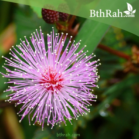40 بذرة من بذور النبتة الخجولة أو المستحية - Mimosa Pudica 40 بذرة من بذور النبتة الخجولة أو المستحية - Mimosa Pudica