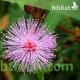 40 بذرة من بذور النبتة الخجولة أو المستحية - Mimosa Pudica 40 بذرة من بذور النبتة الخجولة أو المستحية - Mimosa Pudica