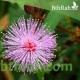 بذور النبتة الخجولة أو المستحية - Mimosa Pudica