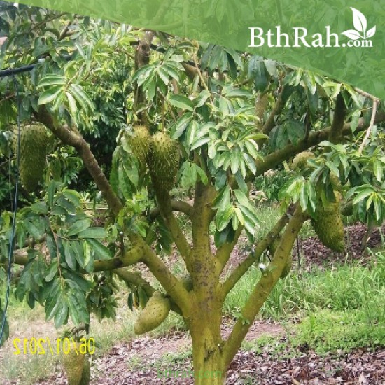 بذور شجرة القشطة - Annona بذور شجرة القشطة - Annona