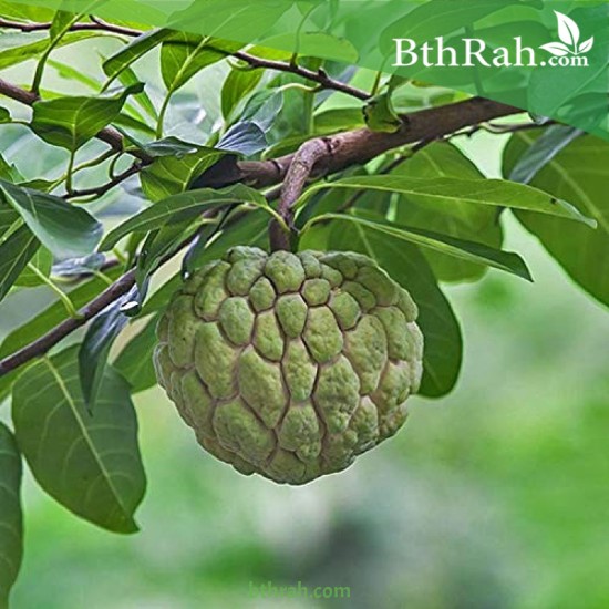 بذور شجرة القشطة - Annona بذور شجرة القشطة - Annona