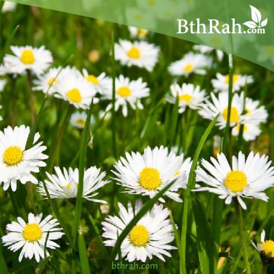 بذور عشبة البابونج - Camomile بذور عشبة البابونج - Camomile
