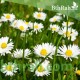 بذور عشبة البابونج - Camomile بذور عشبة البابونج - Camomile