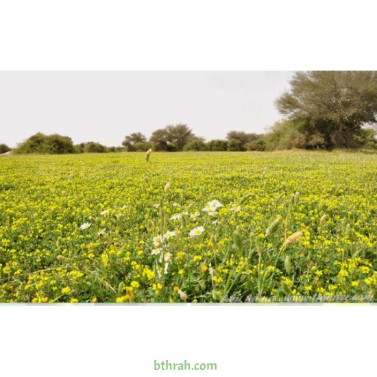 بذور عشبة النفل - Trifolium