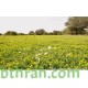 بذور عشبة النفل - Trifolium