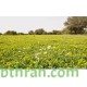 بذور عشبة النفل - Trifolium بذور عشبة النفل - Trifolium