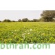 بذور عشبة النفل - Trifolium بذور عشبة النفل - Trifolium