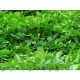 بذور عشبة النفل - Trifolium بذور عشبة النفل - Trifolium
