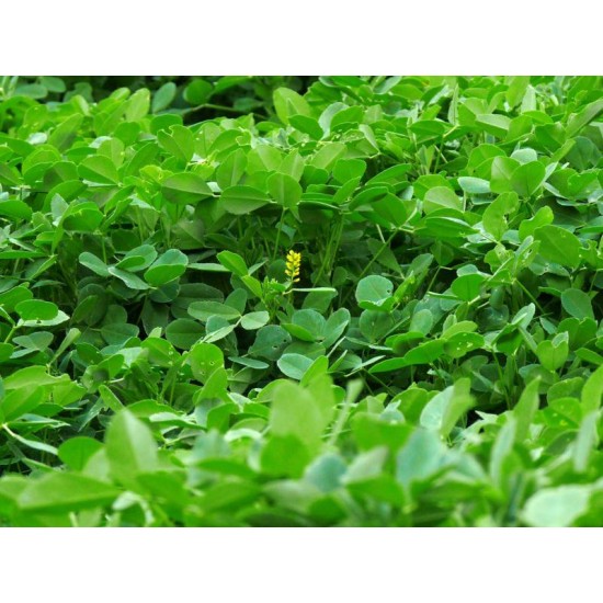 بذور عشبة النفل - Trifolium بذور عشبة النفل - Trifolium