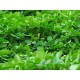 بذور عشبة النفل - Trifolium بذور عشبة النفل - Trifolium
