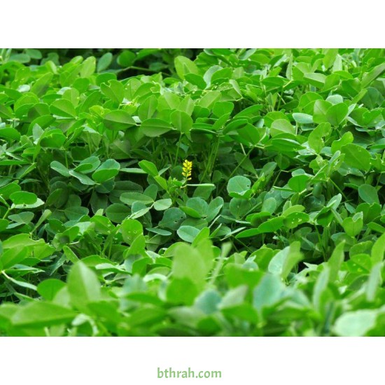 بذور عشبة النفل - Trifolium