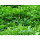 بذور عشبة النفل - Trifolium