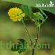 بذور عشبة النفل - Trifolium