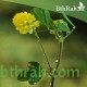 بذور عشبة النفل - Trifolium بذور عشبة النفل - Trifolium
