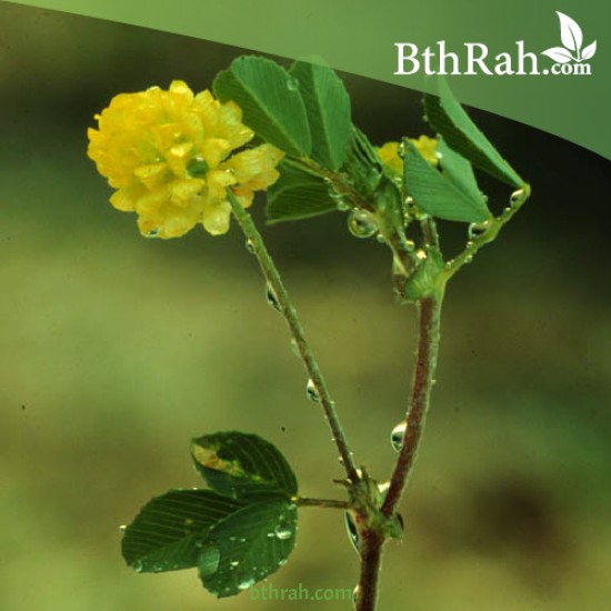 بذور عشبة النفل - Trifolium