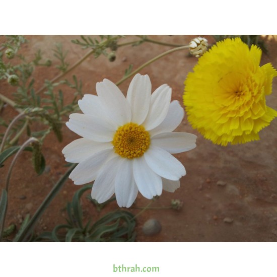 بذور عشبة القحويان  Anthemis deserti