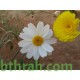 بذور عشبة القحويان Anthemis deserti بذور عشبة القحويان Anthemis deserti