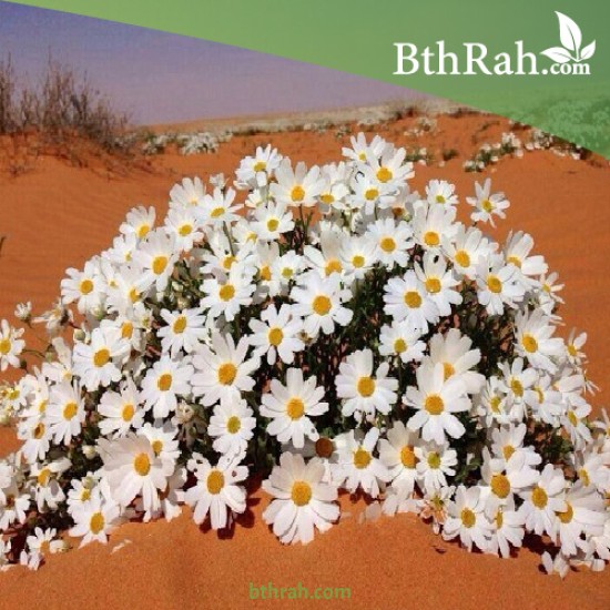 بذور عشبة القحويان  Anthemis deserti