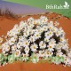 بذور عشبة القحويان Anthemis deserti بذور عشبة القحويان Anthemis deserti