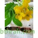 بذور شجرة كاسيا جلوكا - Cassia glauca بذور شجرة كاسيا جلوكا - Cassia glauca