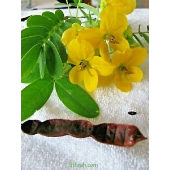 بذور شجرة كاسيا جلوكا - Cassia glauca بذور شجرة كاسيا جلوكا - Cassia glauca