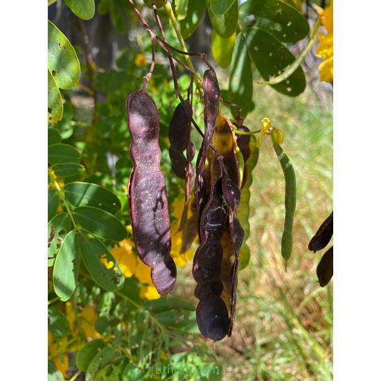 بذور شجرة كاسيا جلوكا - Cassia glauca بذور شجرة كاسيا جلوكا - Cassia glauca