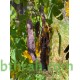 بذور شجرة كاسيا جلوكا - Cassia glauca بذور شجرة كاسيا جلوكا - Cassia glauca