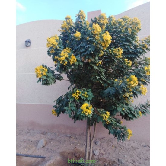 بذور شجرة كاسيا جلوكا - Cassia glauca