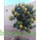 بذور شجرة كاسيا جلوكا - Cassia glauca