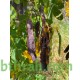 بذور شجرة كاسيا جلوكا - Cassia glauca بذور شجرة كاسيا جلوكا - Cassia glauca