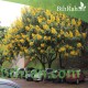 بذور شجرة كاسيا جلوكا - Cassia glauca بذور شجرة كاسيا جلوكا - Cassia glauca