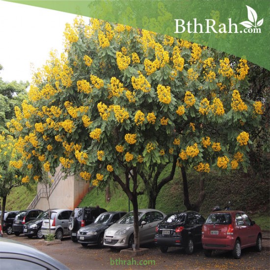 بذور شجرة كاسيا جلوكا - Cassia glauca بذور شجرة كاسيا جلوكا - Cassia glauca