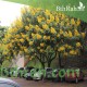 بذور شجرة كاسيا جلوكا - Cassia glauca بذور شجرة كاسيا جلوكا - Cassia glauca
